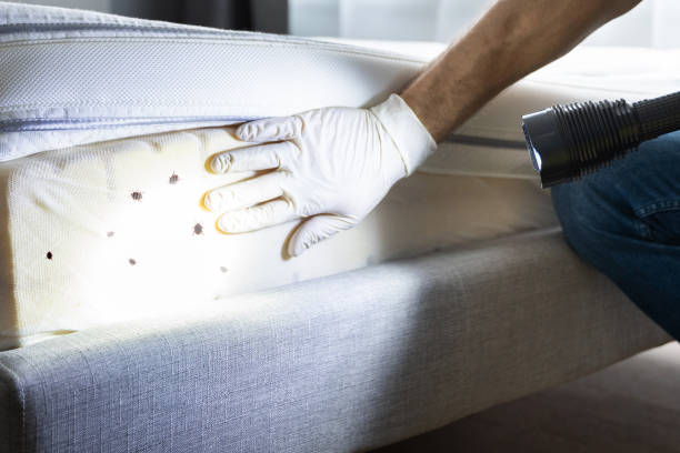 Best Local Pest Control Services  in Westmont, IL